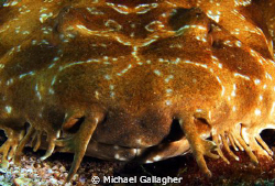 Wobbegong shark portrait taken at Julian Rocks, Byron Bay... by Michael Gallagher 